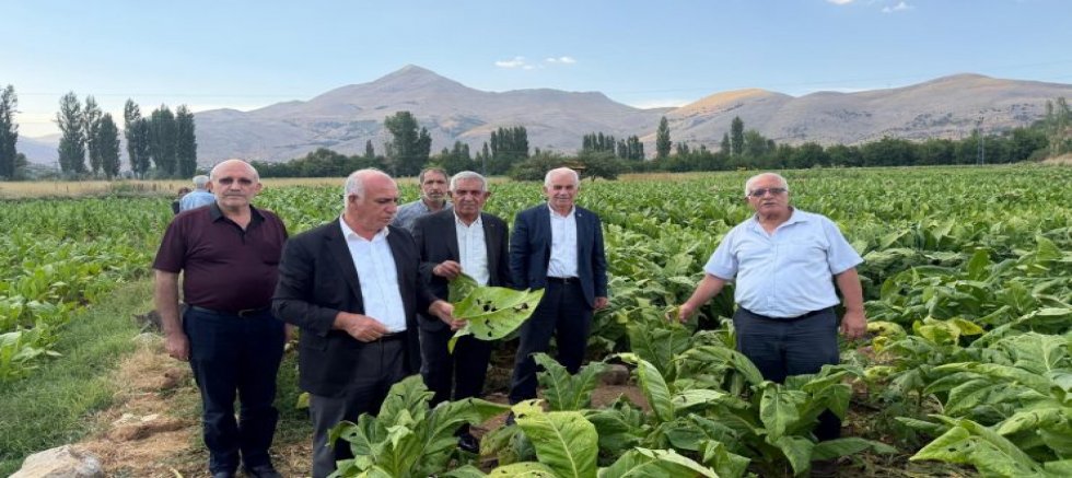 DOLU YAĞIŞI TÜTÜNE ZARAR VERDİ
