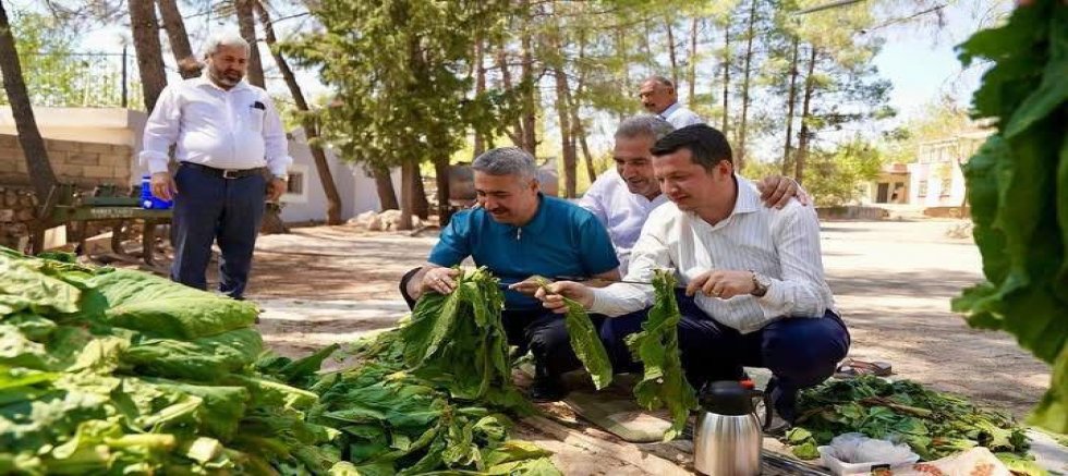 MİLLETVEKİLİ ALKAYIŞ’TAN TÜTÜN ÜRETİCİLERİNE MÜJDE