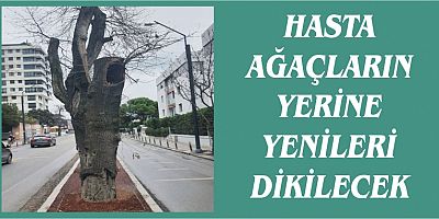 HASTA AĞAÇLARIN YERİNE YENİLERİ DİKİLECEK