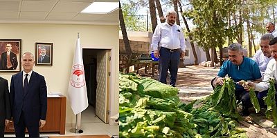 MİLLETVEKİLİ ALKAYIŞ’TAN TÜTÜN ÜRETİCİLERİNE MÜJDE